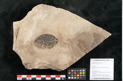 Foto (Objekt + Etikett) von Rhamnus frangula Linne (NHMW-GEO-2024-0188-15018)
